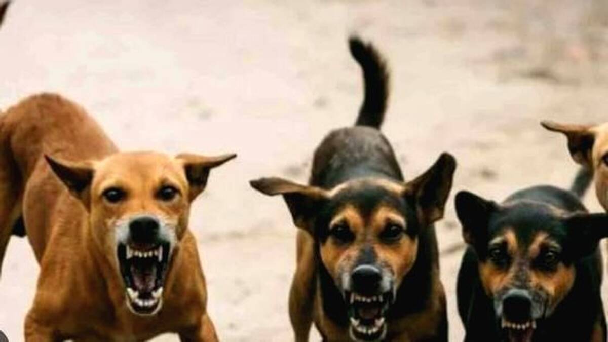 dog