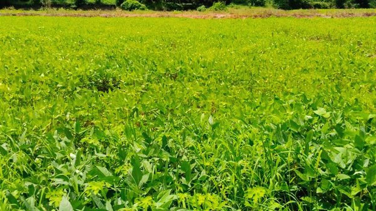 uzhunnu
