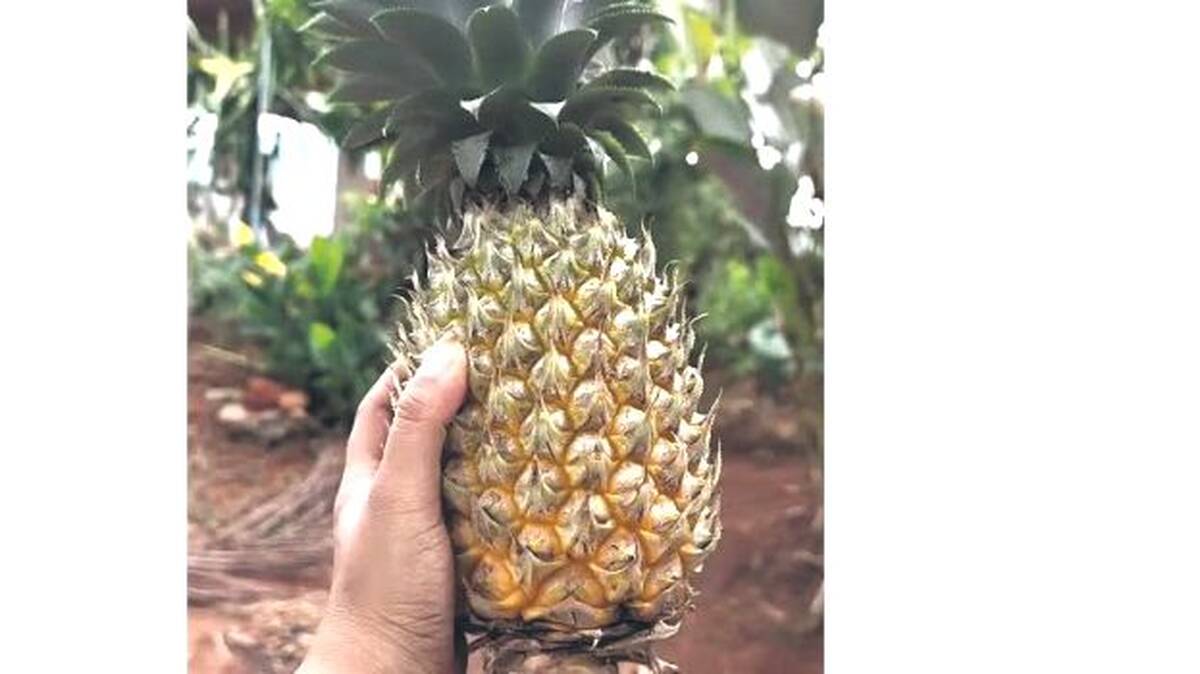 pineapple