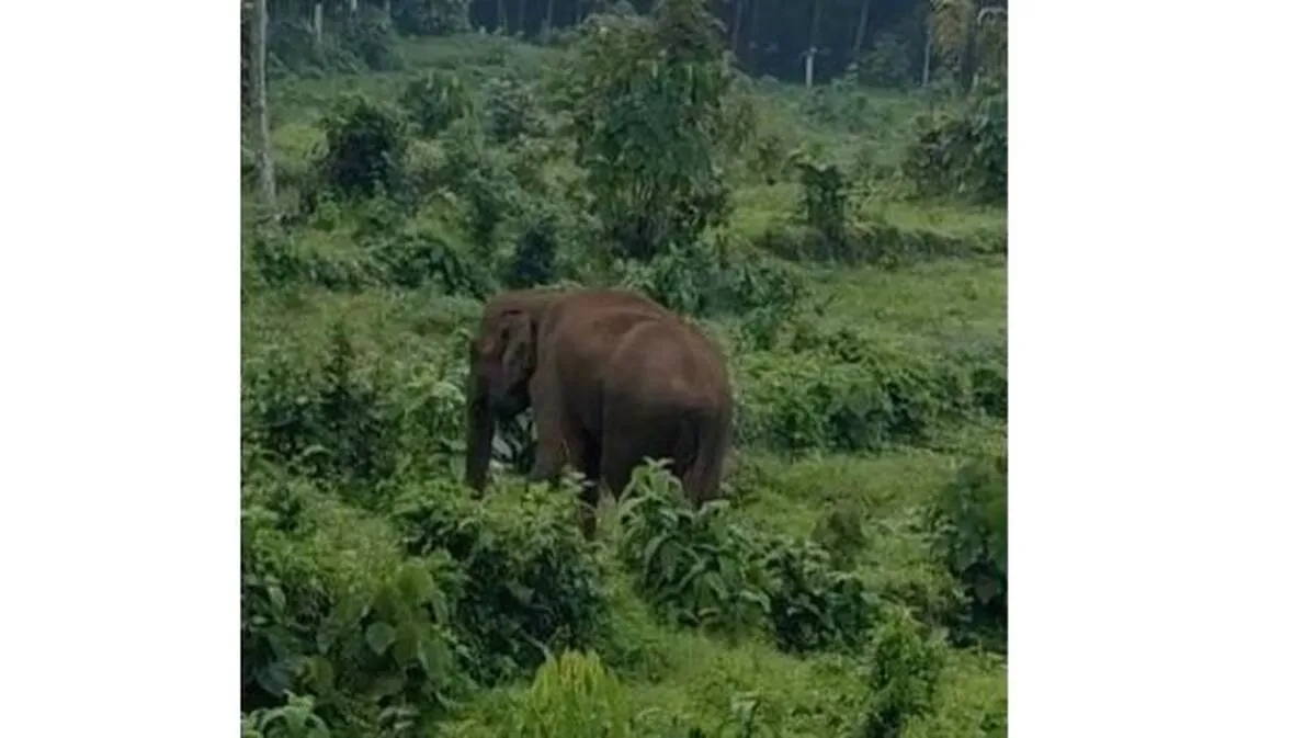 elephent