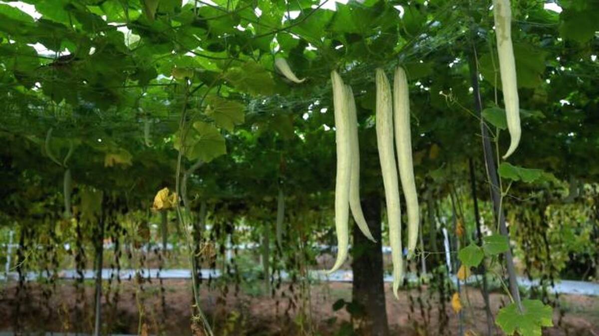 vegetable