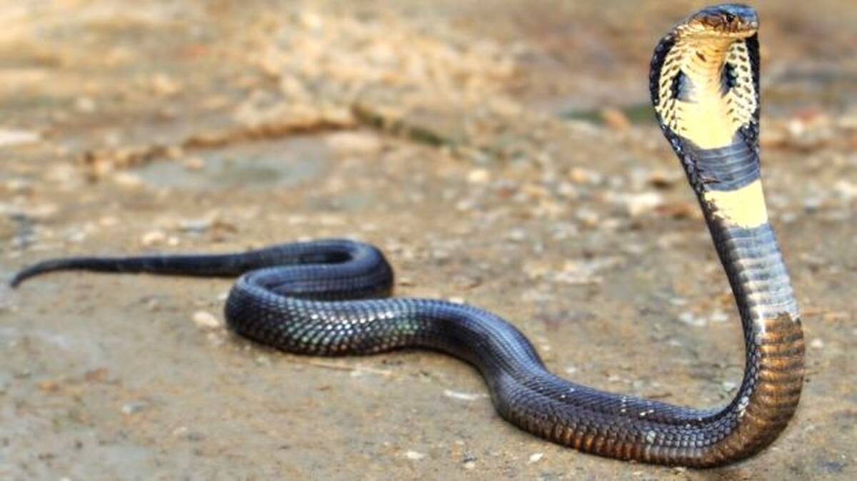 snake