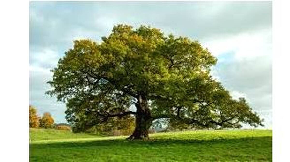 tree