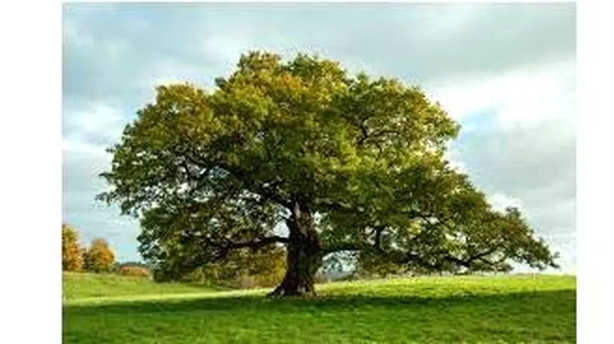 tree