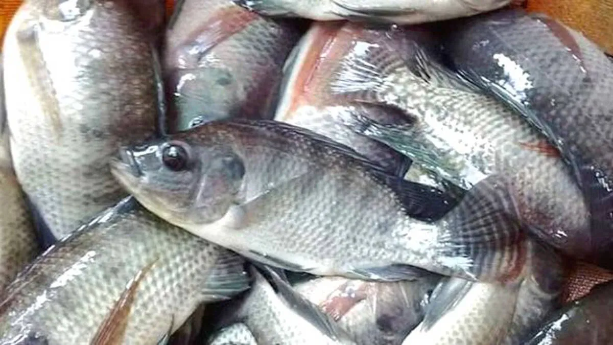 fish