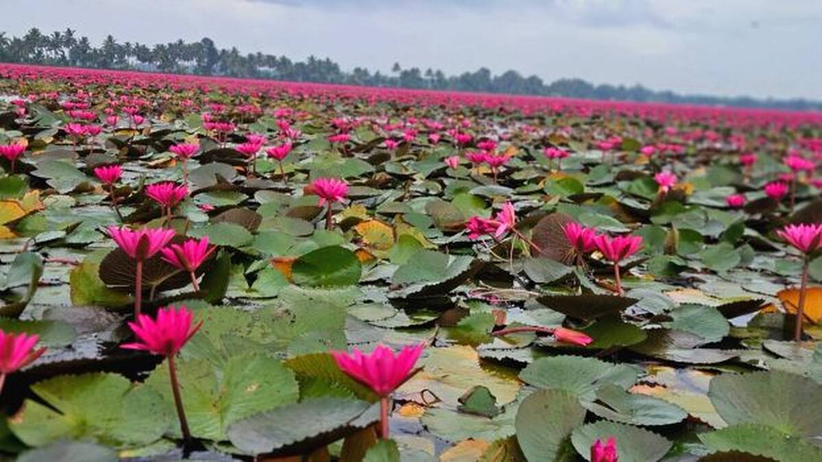 kadamabadam-