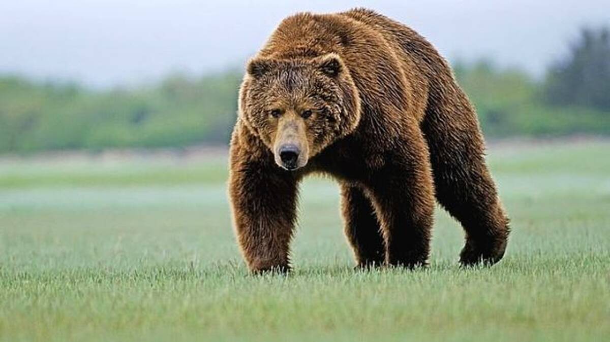 pic