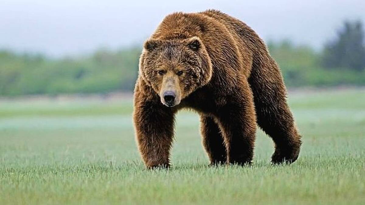 pic