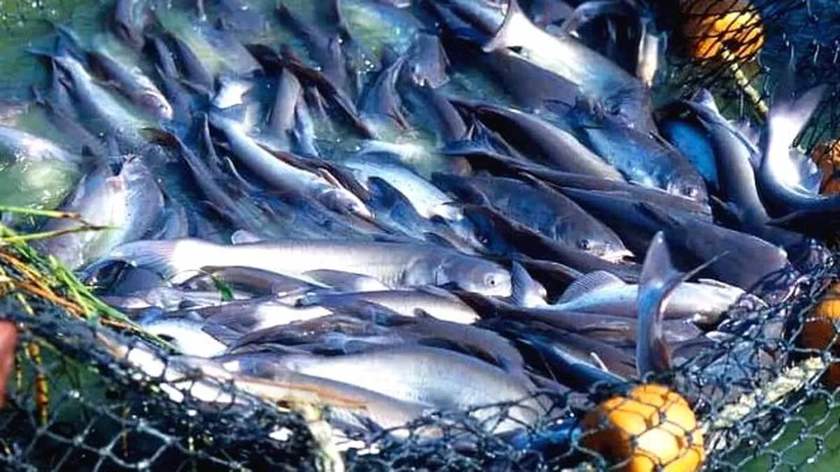 fish
