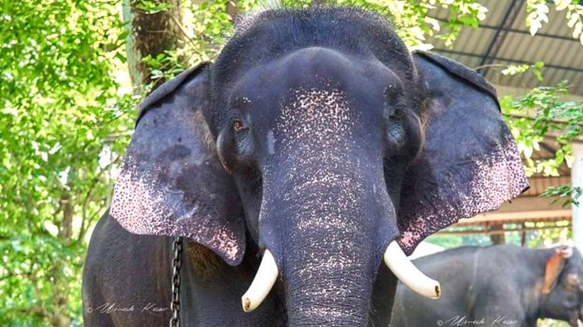 surendran-