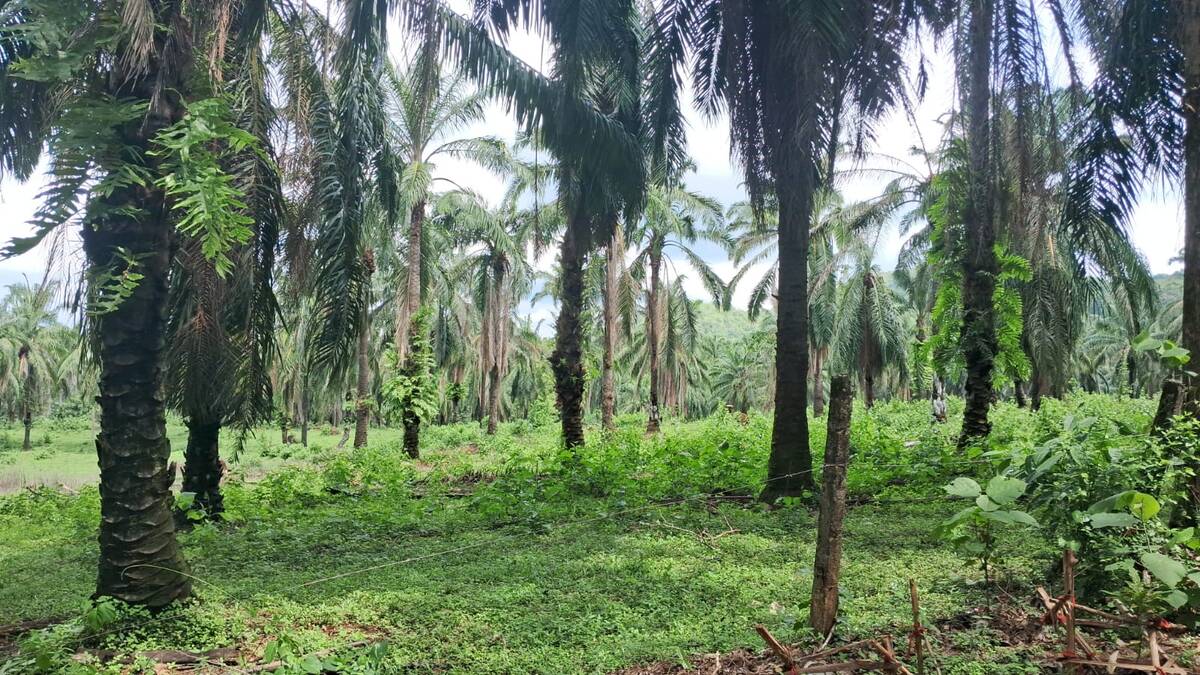 oil-palm