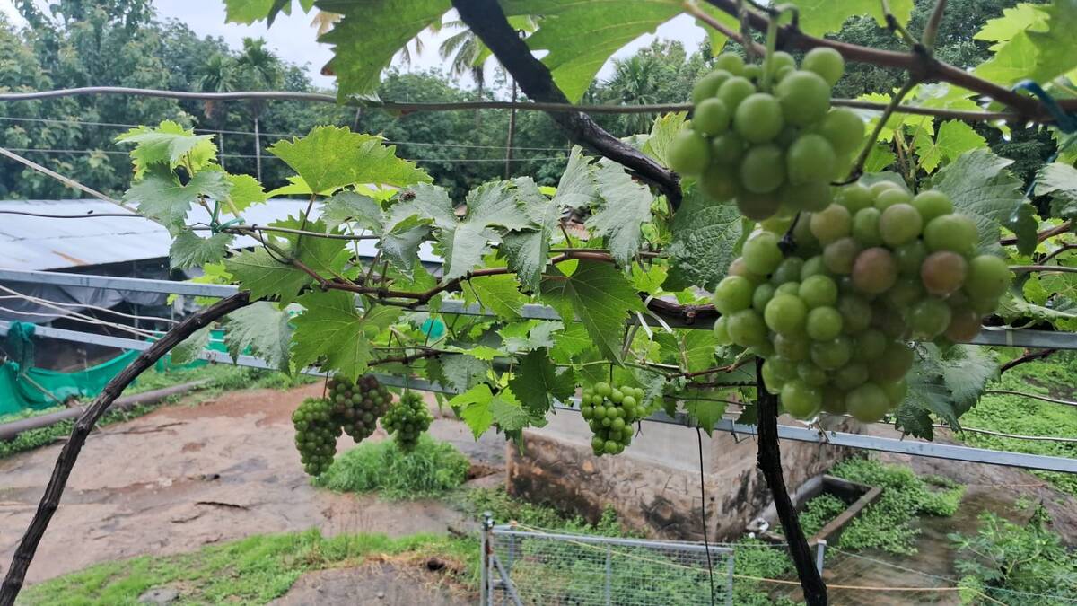 grapes