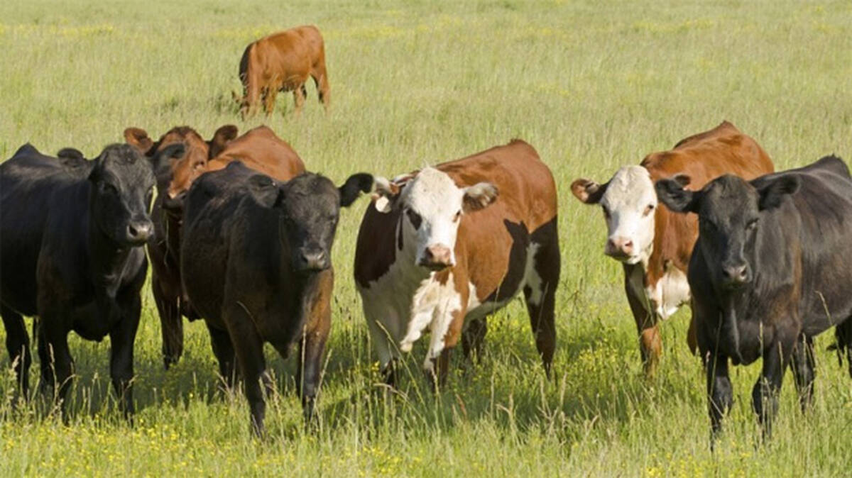 cow