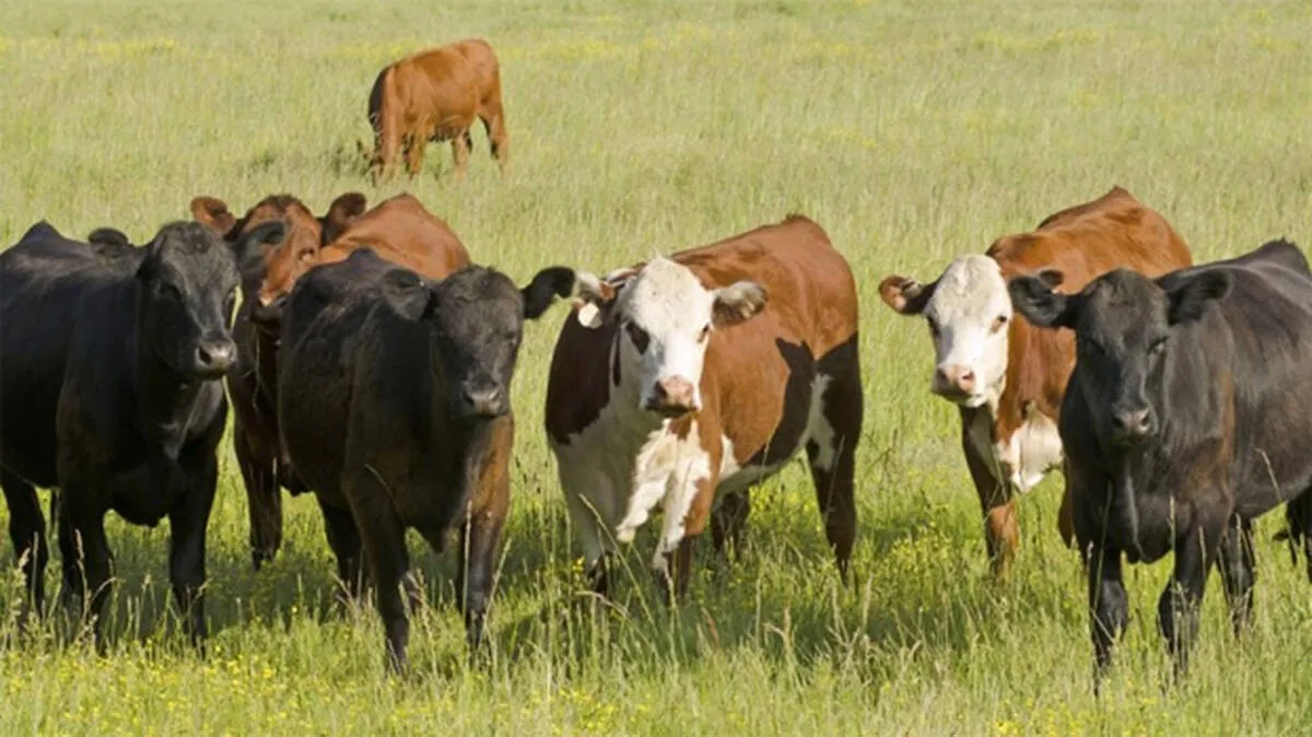 cow