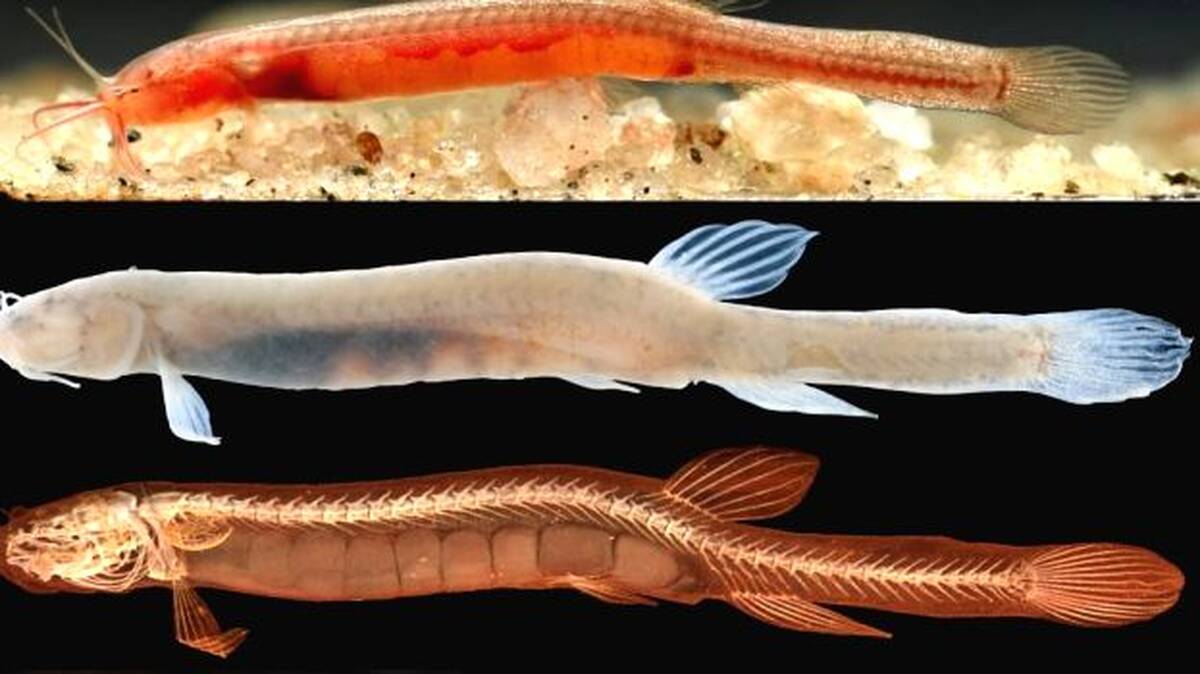 underfish