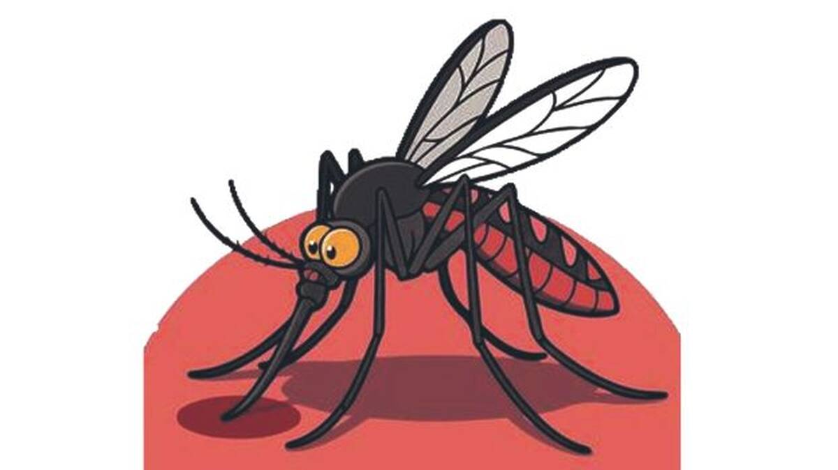 mosquito