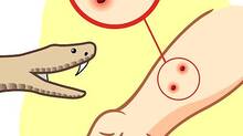 snake