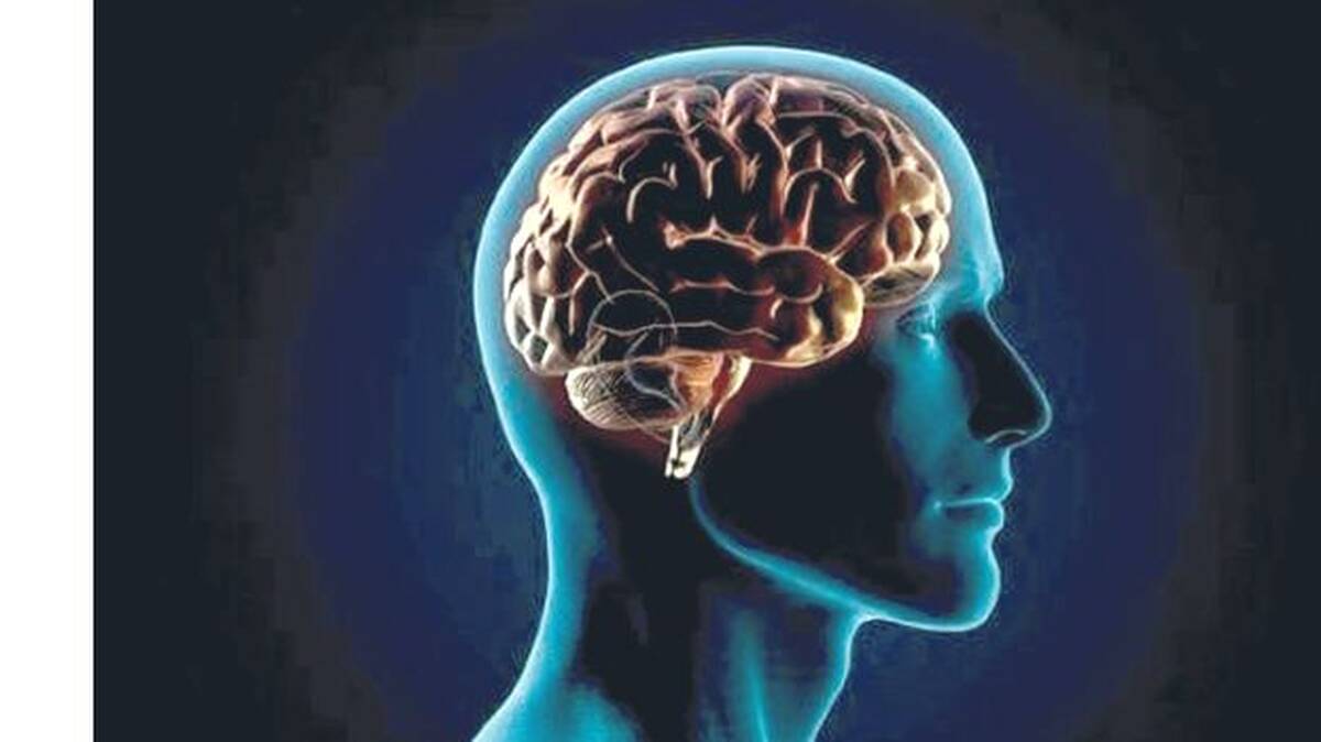 brain