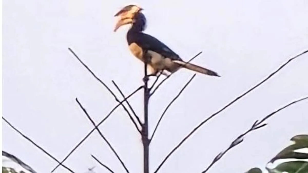 muyyam