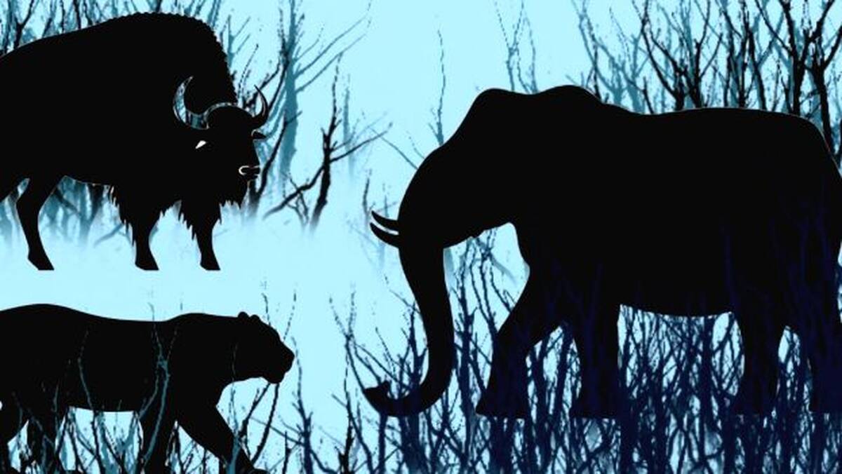 animals