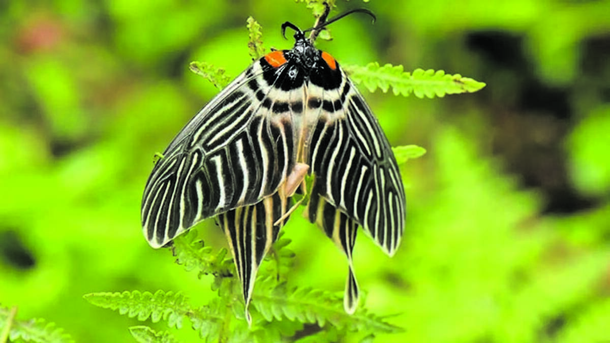 moth