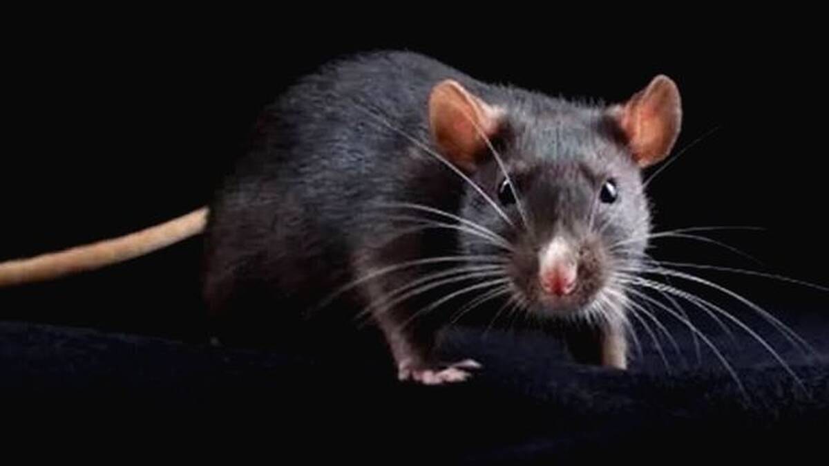 rat