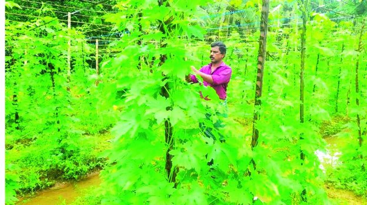 jayaprakash-