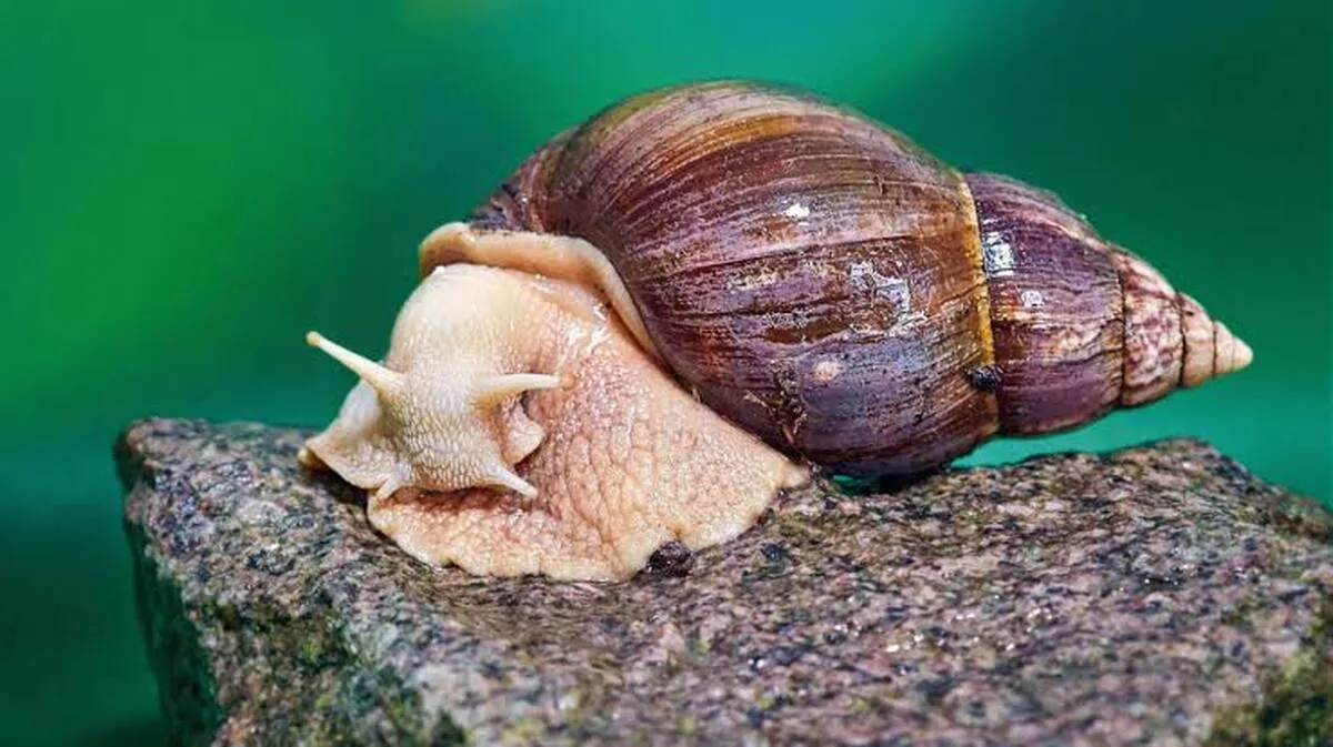 aa