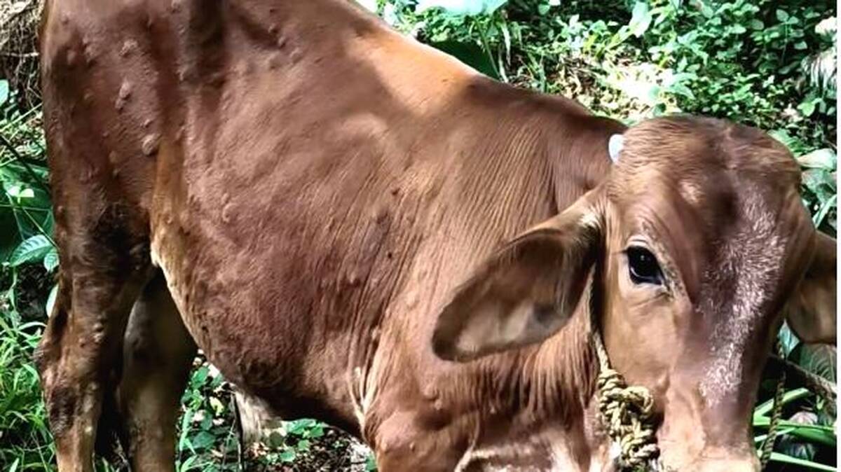 cow