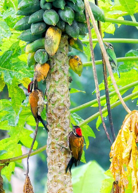 Kerala Kaumudi Photo Gallery