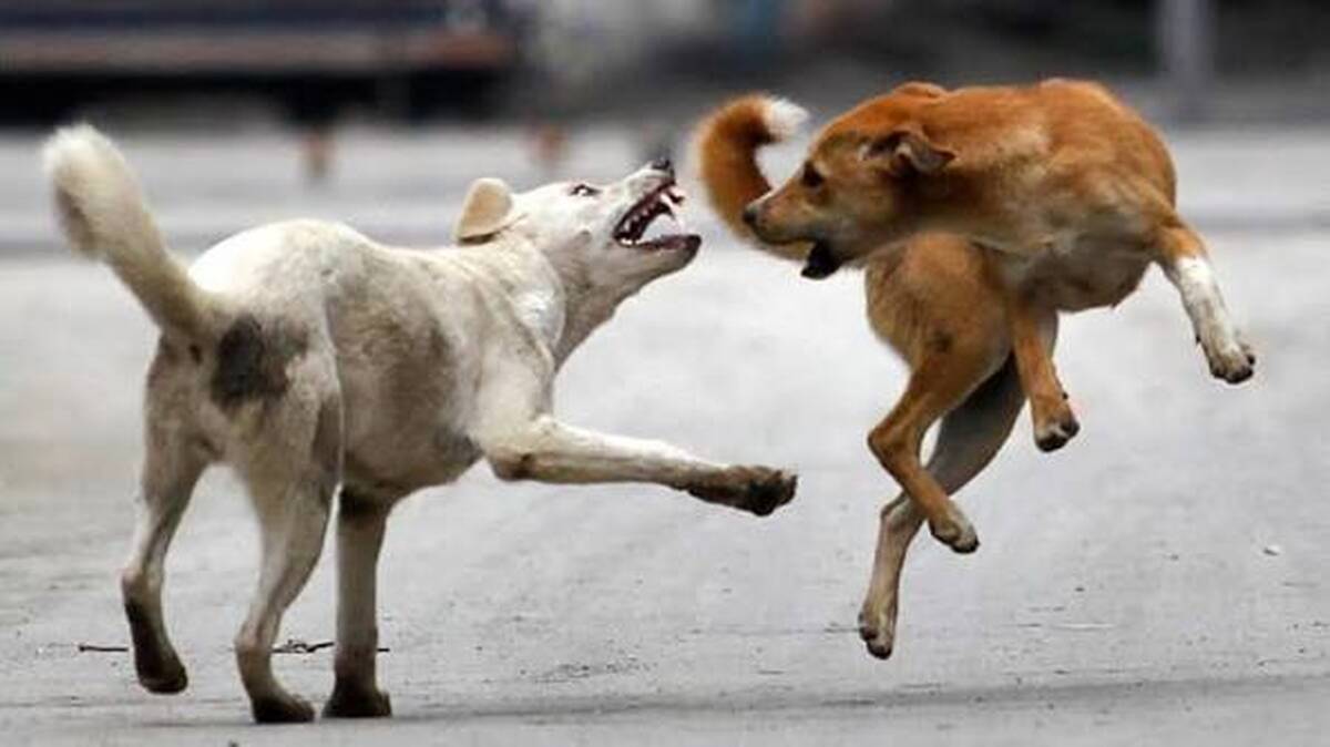 dogs