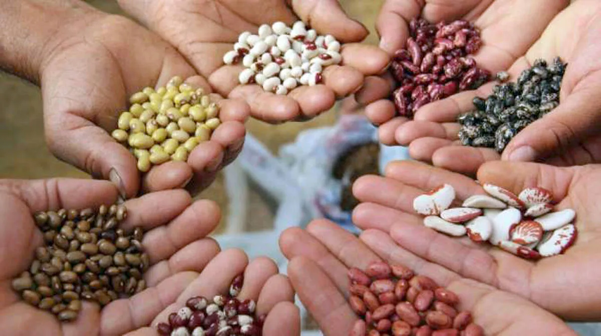 seed