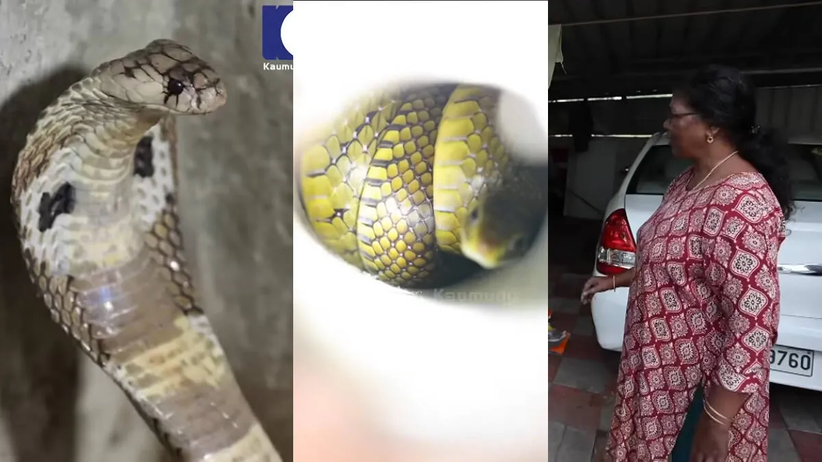 snake-master