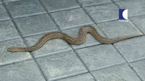 viper-found-at-kerala-hom.1.3914455