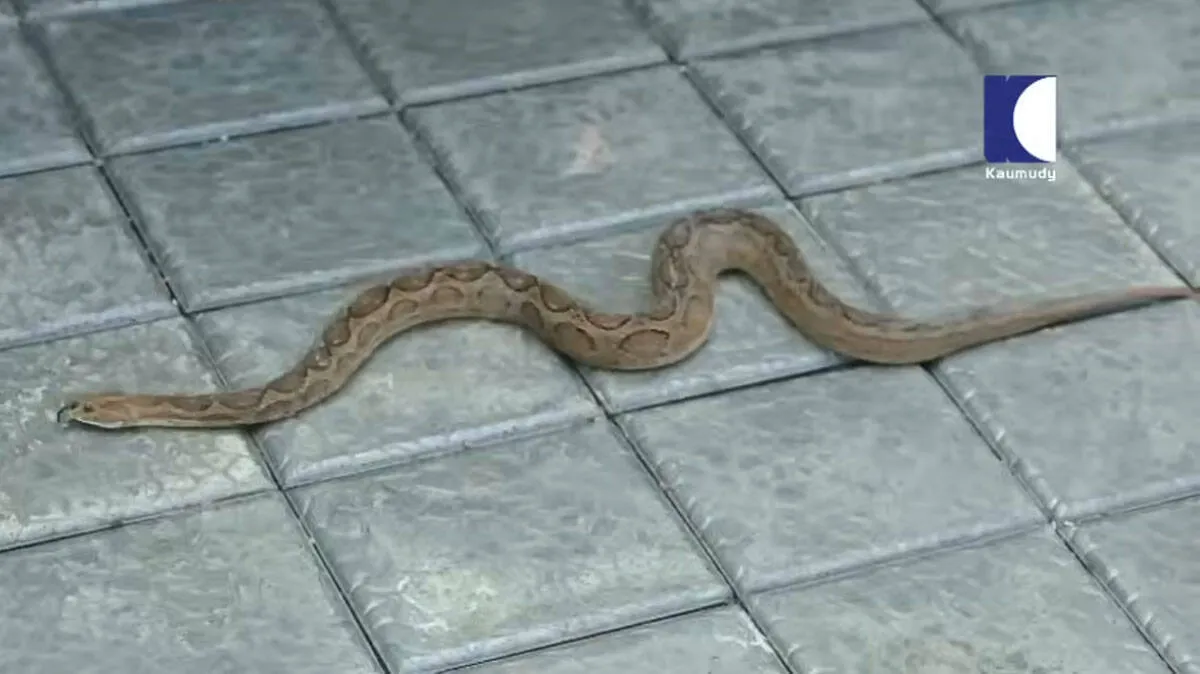 viper-found-at-kerala-hom