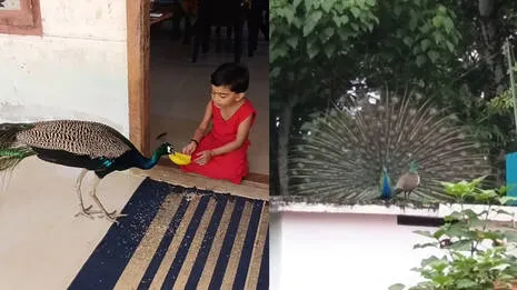 viral-video.1.3921090