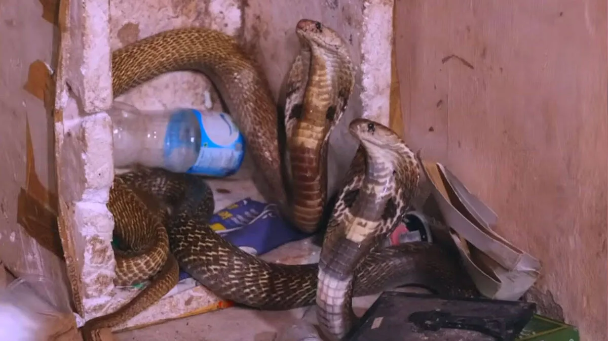 cobra-