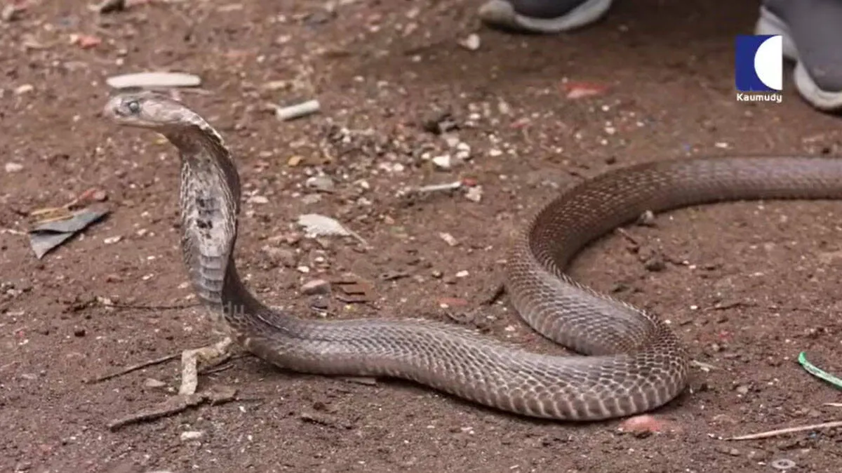 snakemaster