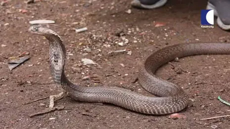 snakemaster.1.3925934