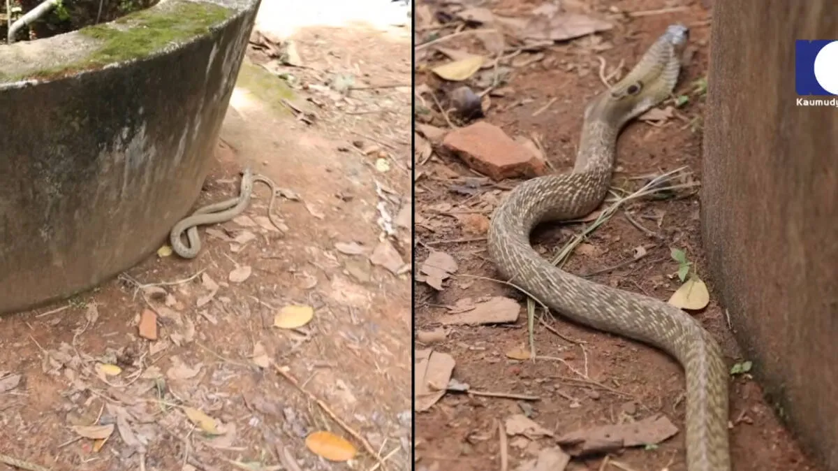 snake-master