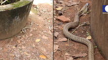 kaumudy-tv-snake-master