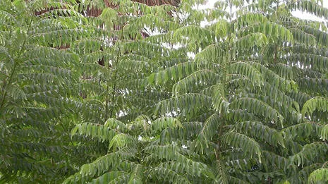 curry-leaves.1.3936224