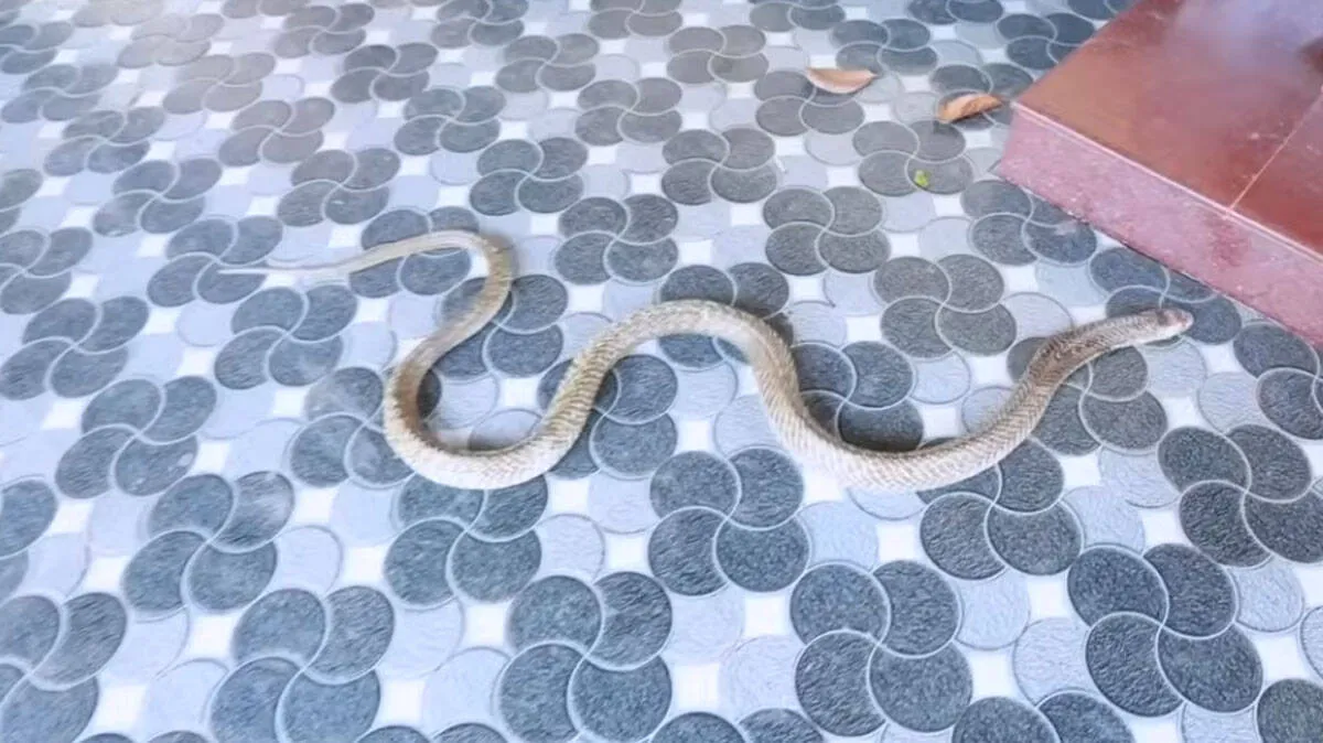 cobra