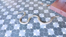 snake-rescued-from-thiruvananthapuram-home