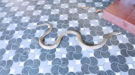 cobra.1.3936248