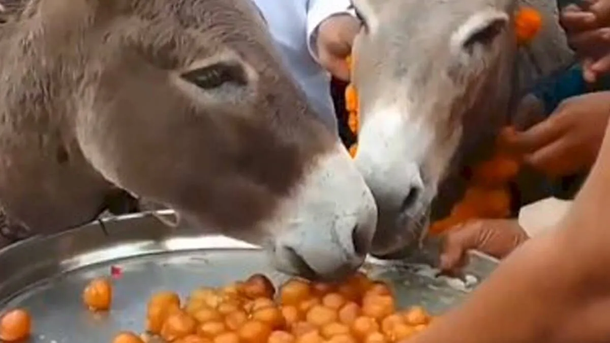 donkey