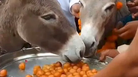 donkey.1.3937709
