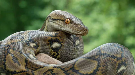 python.1.3939145