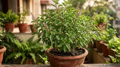 tulsi.1.3939254