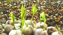 coconut-farming-becoming-more-poupular-among-keralites-these-days